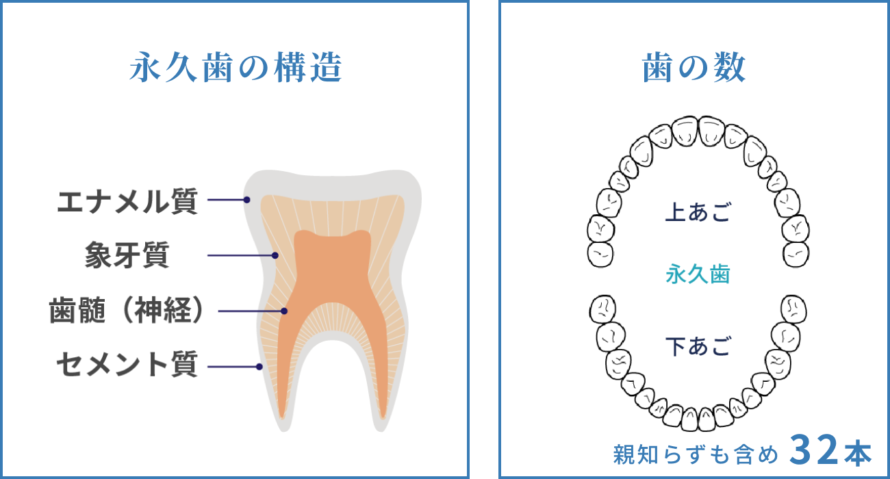 永久歯の構造と歯の数